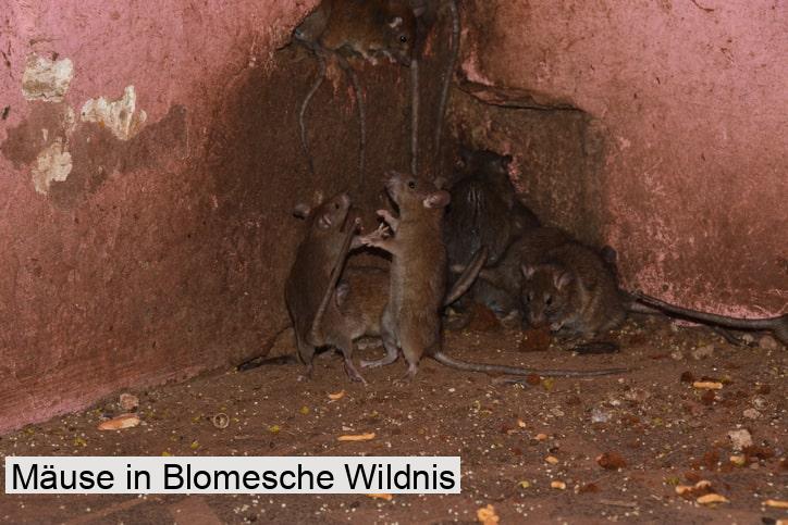 Mäuse in Blomesche Wildnis